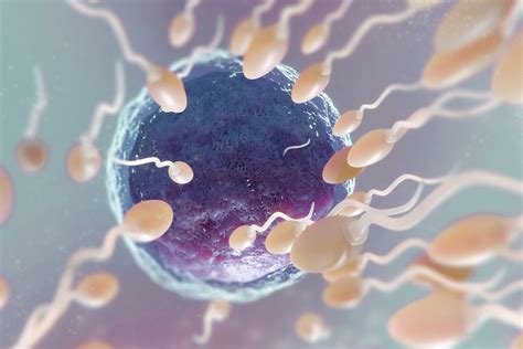 combien de temps survit un spermatozoïde|Quelle est la durée de vie dun spermatozoïde